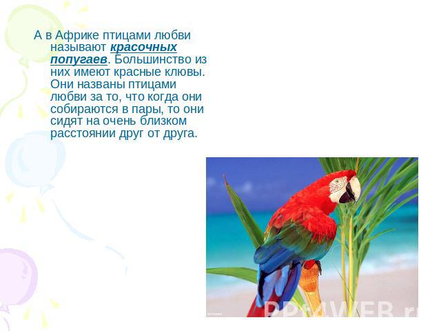 А в Африке птицами любви называют красочных попугаев. Большинство из них имеют красные клювы. Они названы птицами любви за то, что когда они собираются в пары, то они сидят на очень близком расстоянии друг от друга.