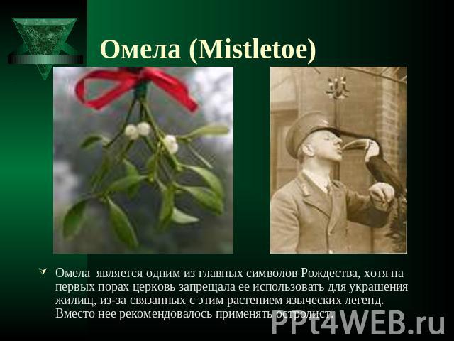 Омела (Mistletoe) Омела является одним из главных символов Рождества, хотя на первых порах церковь запрещала ее использовать для украшения жилищ, из-за связанных с этим растением языческих легенд. Вместо нее рекомендовалось применять остролист.