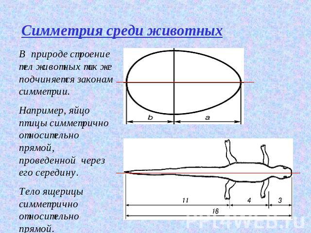Симметрия среди животныхВ природе строение тел животных так же подчиняется законам симметрии. Например, яйцо птицы симметрично относительно прямой, проведенной через его середину.Тело ящерицы симметрично относительно прямой.