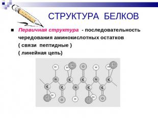 СТРУКТУРА БЕЛКОВ ■ Первичная структура - последовательность чередования аминокис