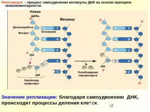 Репликация – процесс самоудвоения молекулы ДНК на основе принципа комплементарно