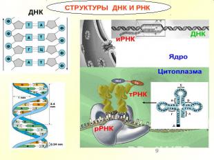 СТРУКТУРЫ ДНК И РНК