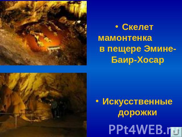 Скелет мамонтенка в пещере Эмине-Баир-Хосар Искусственные дорожки
