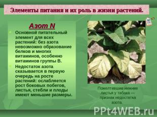 Элементы питания и их роль в жизни растений. Азот N Основной питательный элемент