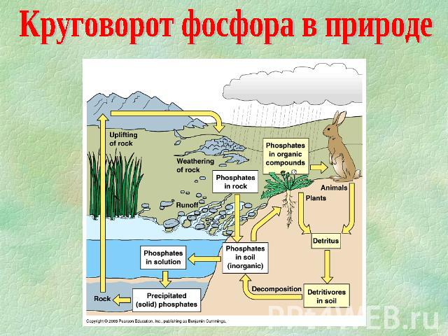 Круговорот фосфора в природе