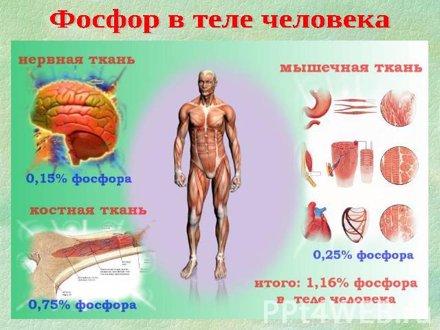 Фосфор в теле человека