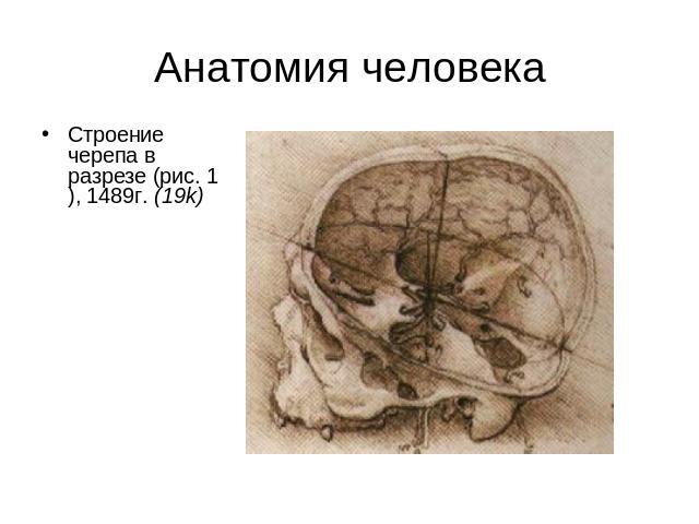Анатомия человека Строение черепа в разрезе (рис. 1), 1489г. (19k)