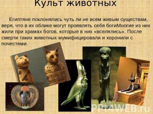 Культ животных Египтяне поклонялись чуть ли не всем живым существам, веря, что в