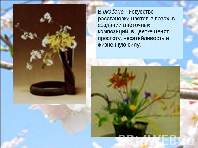 В икэбане - искусстве расстановки цветов в вазах, в создании цветочных композиций, в цветке ценят простоту, незатейливость и жизненную силу.