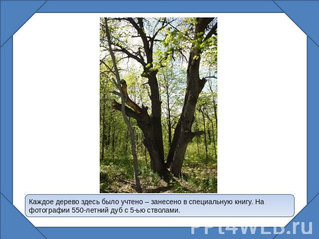 Каждое дерево здесь было учтено – занесено в специальную книгу. На фотографии 550-летний дуб с 5-ью стволами.