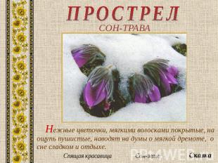ПРОСТРЕЛ СОН-ТРАВА Нежные цветочки, мягкими волосками покрытые, на ощупь пушисты