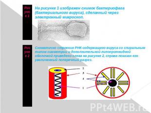 Рисунок 1 На рисунке 1 изображен снимок бактериофага (бактериального вируса), сд