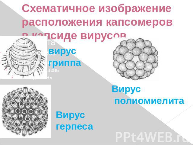 Схематичное изображение расположения капсомеров в капсиде вирусов вирус гриппа Вирус полиомиелита Вирус герпеса