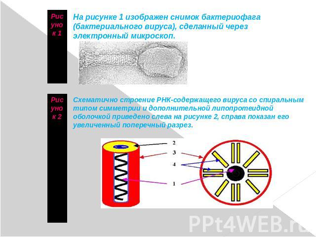 Рисунок 1 На рисунке 1 изображен снимок бактериофага (бактериального вируса), сделанный через электронный микроскоп. Рисунок 2 Схематично строение РНК-содержащего вируса со спиральным типом симметрии и дополнительной липопротеидной оболочкой приведе…