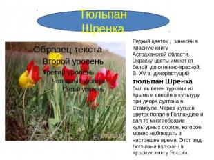 Тюльпан Шренка Редкий цветок , занесён в Красную книгу Астраханской области. Окр