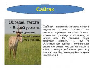 Сайгак – некрупная антилопа, лёгкая и подвижная. Сайгак выглядит как довольно не