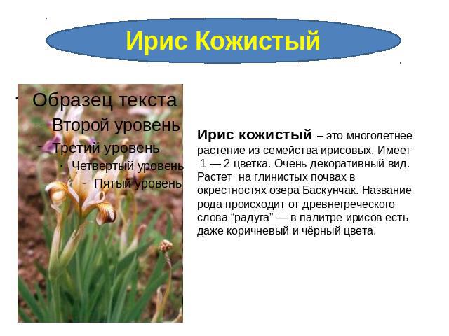 Ирис Кожистый Ирис кожистый – это многолетнее растение из семейства ирисовых. Имеет 1 — 2 цветка. Очень декоративный вид. Растет на глинистых почвах в окрестностях озера Баскунчак. Название рода происходит от древнегреческого слова “радуга” — в пали…