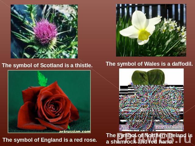 The symbol of Scotland is a thistle. The symbol of Wales is a daffodil. The symbol of England is a red rose. The symbol of Northern Ireland is a shamrock and red hand.