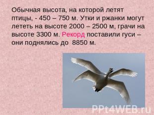 Обычная высота, на которой летят птицы, - 450 – 750 м. Утки и ржанки могут летет