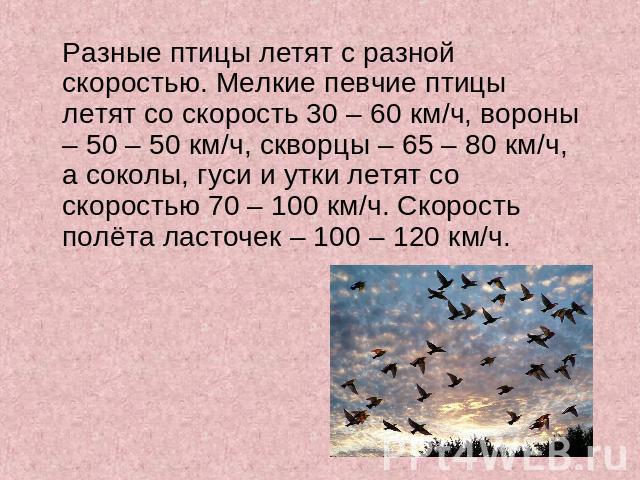 Разные птицы летят с разной скоростью. Мелкие певчие птицы летят со скорость 30 – 60 км/ч, вороны – 50 – 50 км/ч, скворцы – 65 – 80 км/ч, а соколы, гуси и утки летят со скоростью 70 – 100 км/ч. Скорость полёта ласточек – 100 – 120 км/ч.