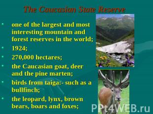 The Caucasian State Reserve one of the largest and most interesting mountain and