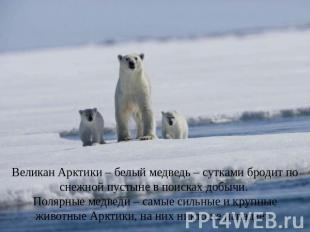 Великан Арктики – белый медведь – сутками бродит по снежной пустыне в поисках до