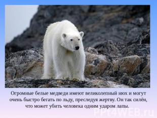 Огромные белые медведи имеют великолепный нюх и могут очень быстро бегать по льд