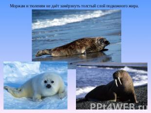 Моржам и тюленям не даёт замёрзнуть толстый слой подкожного жира.