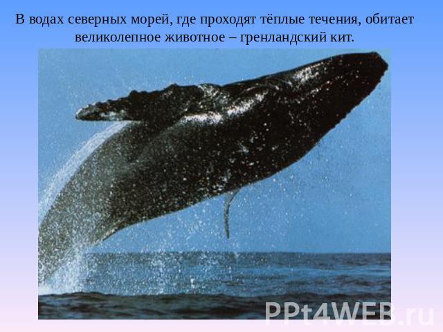 В водах северных морей, где проходят тёплые течения, обитает великолепное животное – гренландский кит.