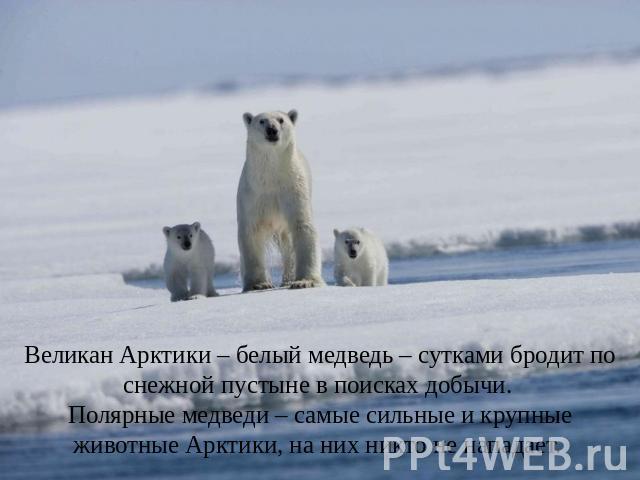 Великан Арктики – белый медведь – сутками бродит по снежной пустыне в поисках добычи. Полярные медведи – самые сильные и крупные животные Арктики, на них никто не нападает.
