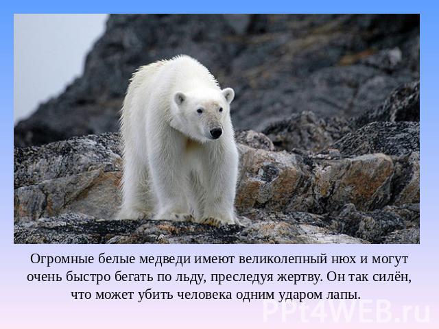 Огромные белые медведи имеют великолепный нюх и могут очень быстро бегать по льду, преследуя жертву. Он так силён, что может убить человека одним ударом лапы.