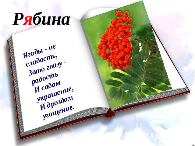 Рябина Ягоды - не сладость,Зато глазу - радостьИ садам украшение,И дроздам угощение.