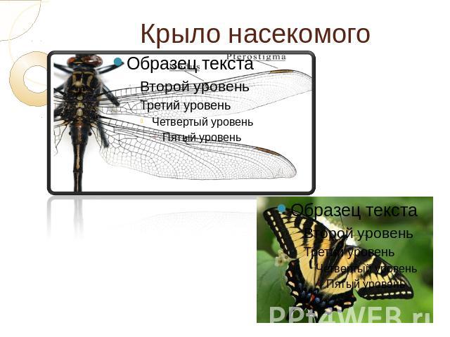 Частота взмаха крыльев шмеля. У насекомых Крылья расположены на. Крылья насекомых представляют собой. Сколько крыльев у насекомых. Строение крыльев насекомых.