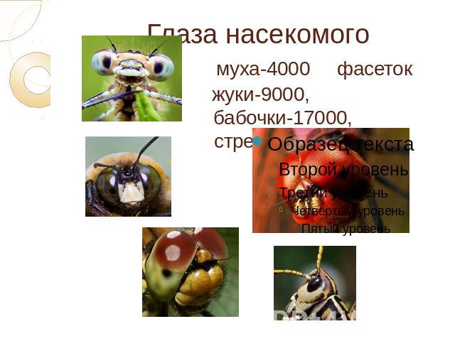 Глаза насекомого муха-4000 фасеток жуки-9000, бабочки-17000, стрекозы-28000