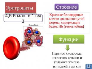 Эритроциты 4,5-5 млн. в 1 см 3 Строение Красные безъядерные клетки двояковогнуто