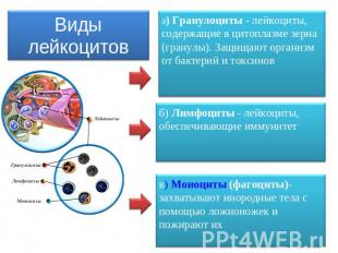 Виды лейкоцитов а) Гранулоциты - лейкоциты, содержащие в цитоплазме зерна (грану