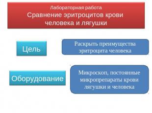 Лабораторная работаСравнение эритроцитов крови человека и лягушки ЦельОборудован