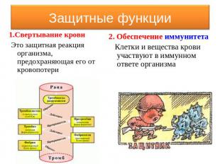 Защитные функции 1.Свертывание крови Это защитная реакция организма, предохраняю