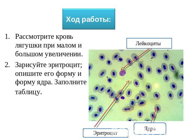 Рассмотрите кровь лягушки при малом и большом увеличении.Зарисуйте эритроцит; опишите его форму и форму ядра. Заполните таблицу.