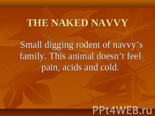 THE NAKED NAVVY Small digging rodent of navvy’s family. This animal doesn’t feel