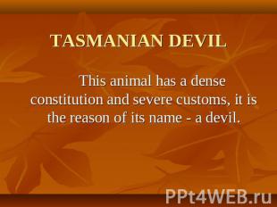 TASMANIAN DEVIL This animal has a dense constitution and severe customs, it is t