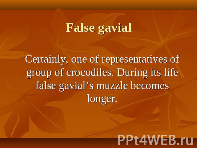 Certainly, one of representatives of group of crocodiles. During its life false gavial’s muzzle becomes longer.