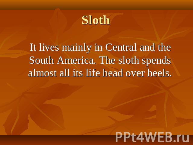 It lives mainly in Central and the South America. The sloth spends almost all its life head over heels.