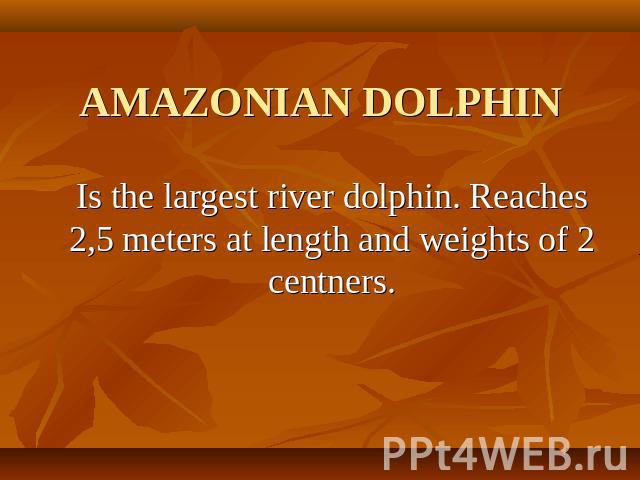 AMAZONIAN DOLPHIN Is the largest river dolphin. Reaches 2,5 meters at length and weights of 2 centners.