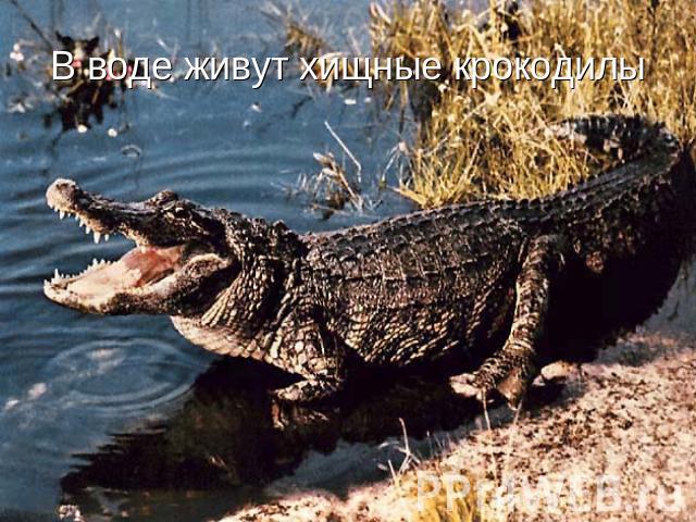 В воде живут хищные крокодилы