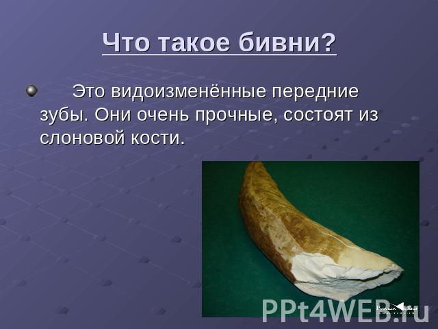 Что такое бивни? Это видоизменённые передние зубы. Они очень прочные, состоят из слоновой кости.
