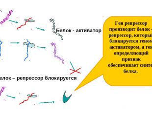 Белок - активатор Белок – репрессор блокируется Ген репрессор производит белок –