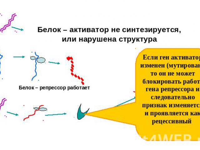 Белок – активатор не синтезируется, или нарушена структура Белок – репрессор работает Если ген активатор изменен (мутирован), то он не может блокировать работу гена репрессора и следовательно признак изменяется и проявляется как рецессивный
