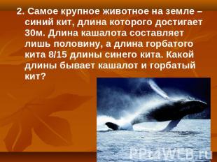 2. Самое крупное животное на земле – синий кит, длина которого достигает 30м. Дл