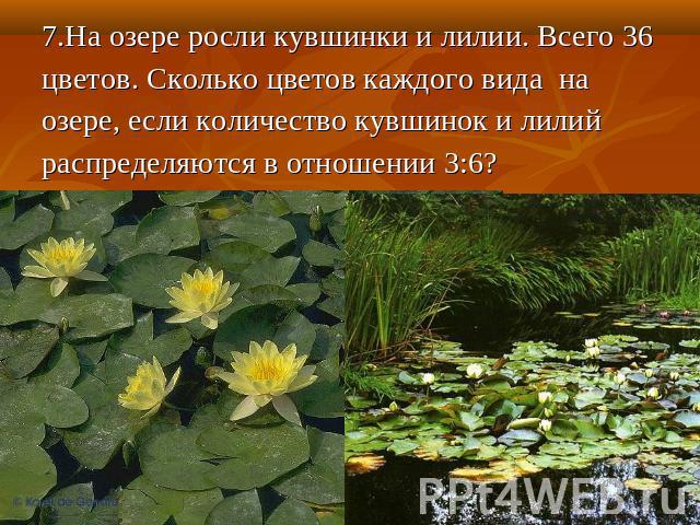 7.На озере росли кувшинки и лилии. Всего 36 цветов. Сколько цветов каждого вида на озере, если количество кувшинок и лилий распределяются в отношении 3:6?